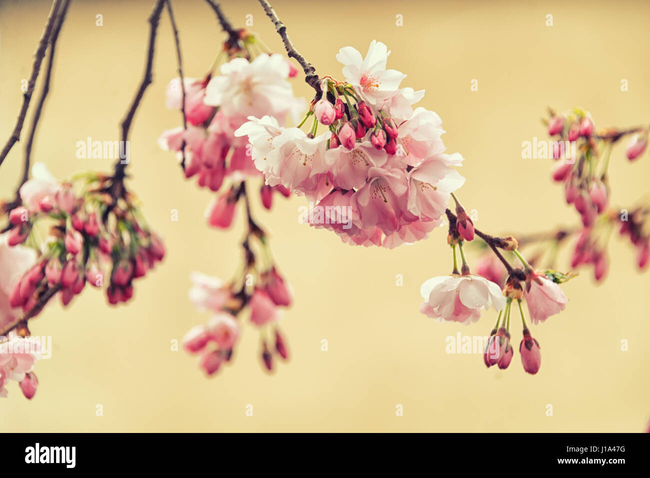 Schone Bluhende Japanische Kirsche Sakura Blumen An Einem