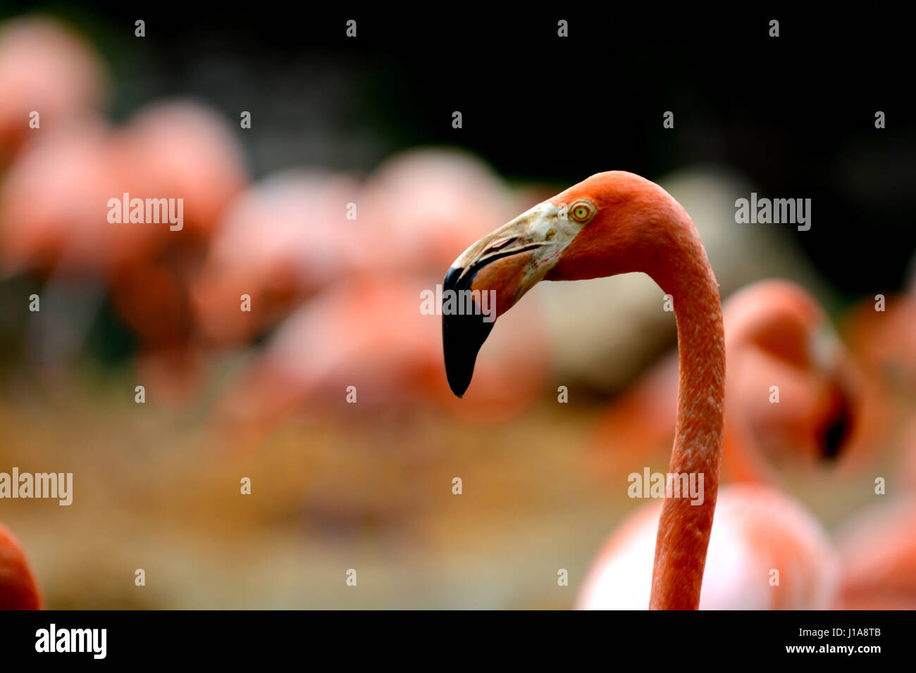 Rosa flamingos Stockfoto