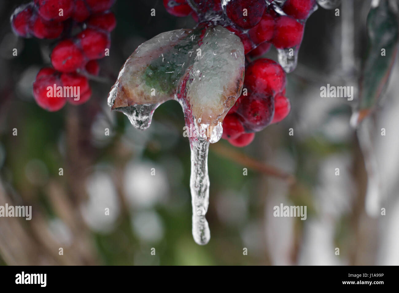 Rote Beeren in Eis und Eiszapfen gekapselt Stockfoto