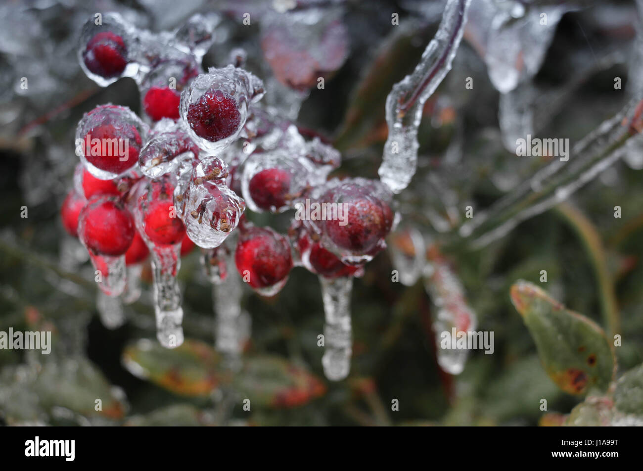 Rote Beeren in Eis und Eiszapfen gekapselt Stockfoto