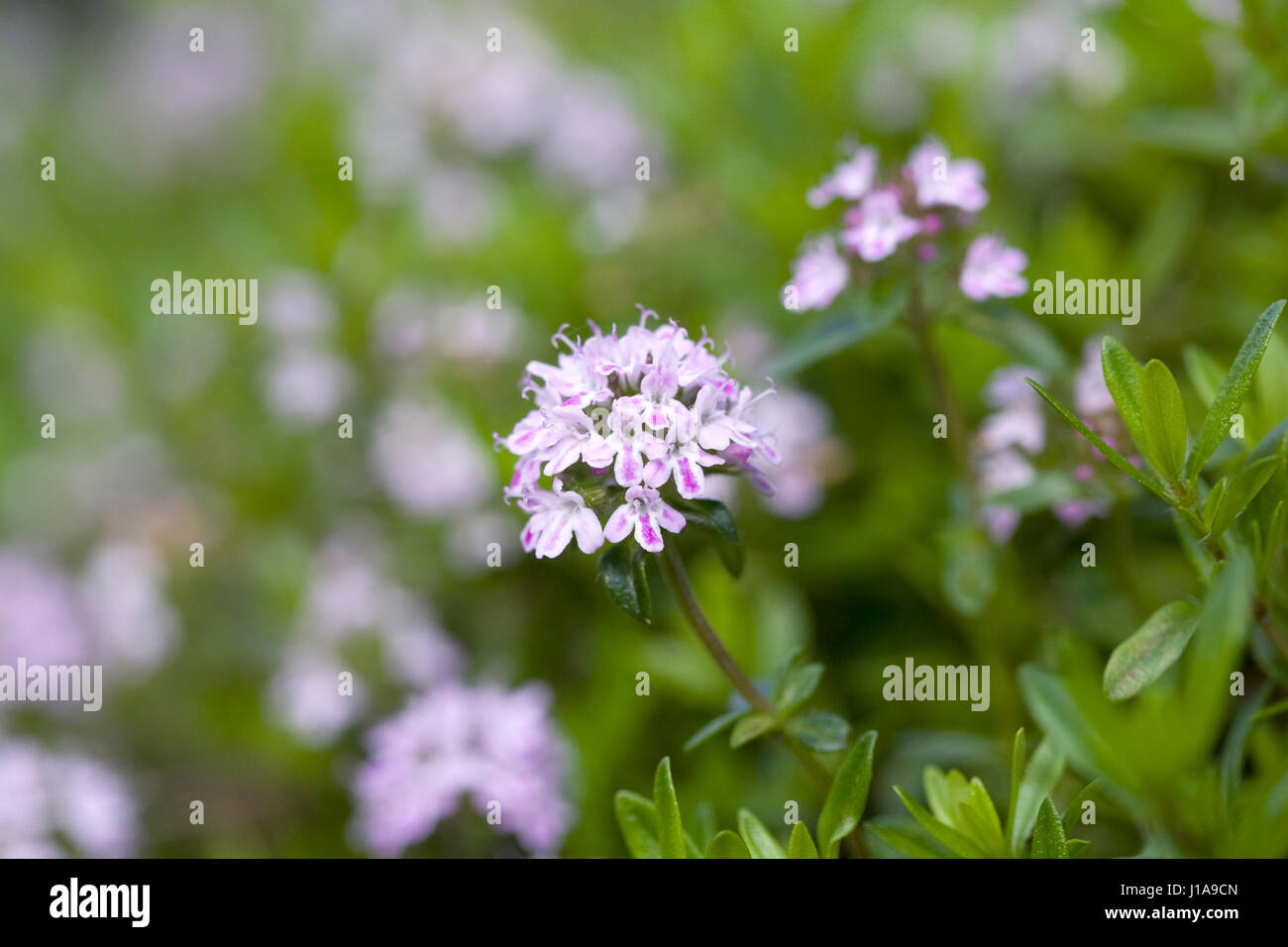 Jekka Rosa Teppich-Thymian. Stockfoto