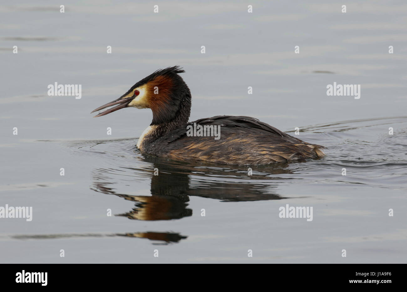 Haubentaucher (Podiceps Cristatus) Stockfoto