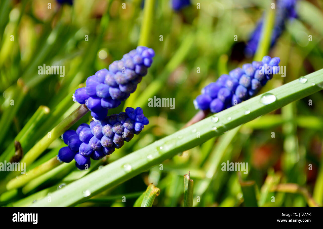 Blaue Traubenhyazinthen (Muscari) Pflanzen in einem Garten Stockfoto