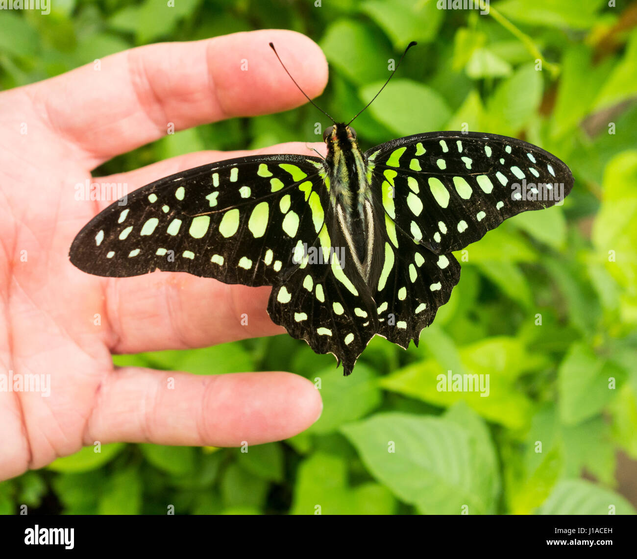 Tailed Jay Schmetterling (Graphium Agamemnon) Stockfoto