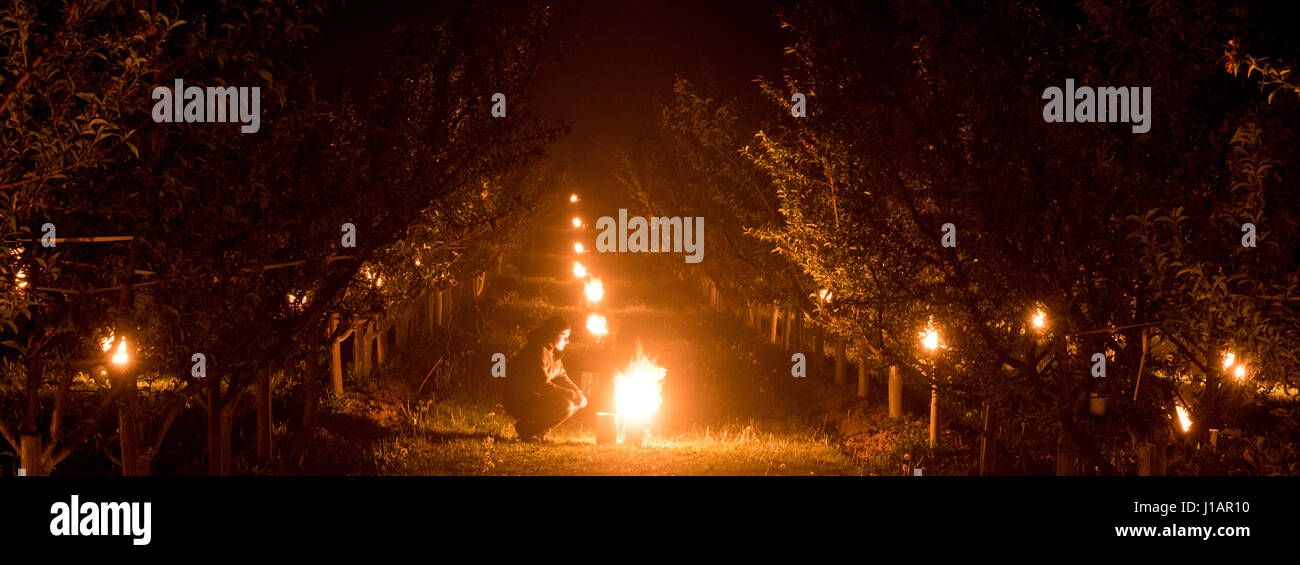 Norsingen, Deutschland. 20. April 2017. Dpatop - brennen Riese Wachskerzen  in Eimern zwischen Pfirsichbäume in der Nähe von Norsingen, Deutschland,  20. April 2017. Landwirt Joel Siegel beleuchtet mehr als 180 Kerzen während