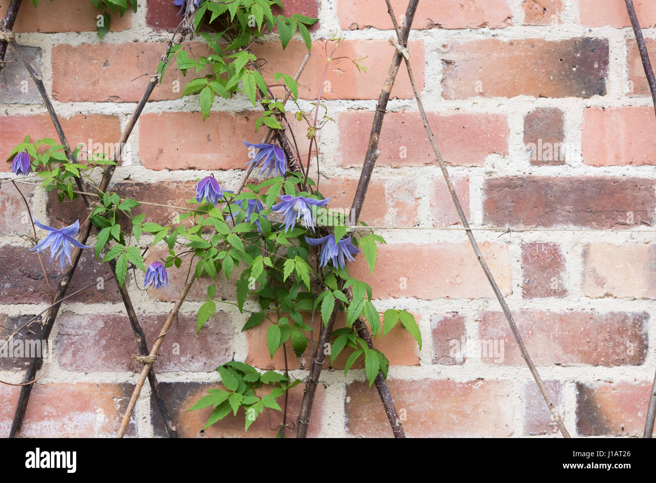 Clematis Macropetala 'Lagune' Blume auf Stöcke gegen eine Mauer klettern. Clematis Alpina Blue Lagoon Stockfoto