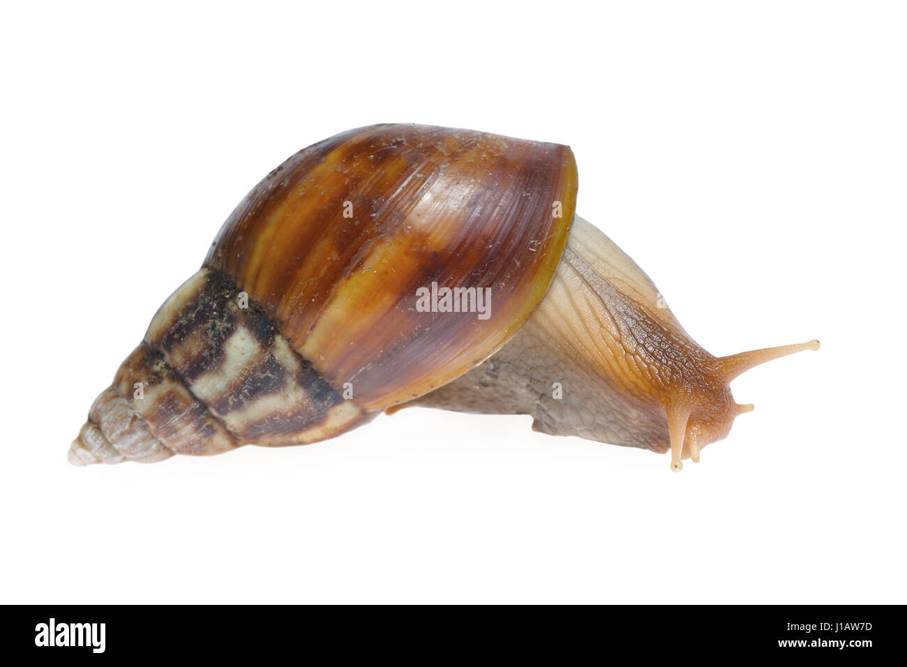 Große Schnecke isoliert auf weißem Hintergrund Stockfoto