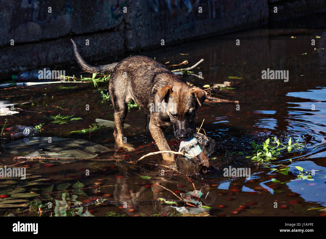 Hund eine Müll aus dem Wasser ziehen und Reinigung nach dem Menschen Stockfoto