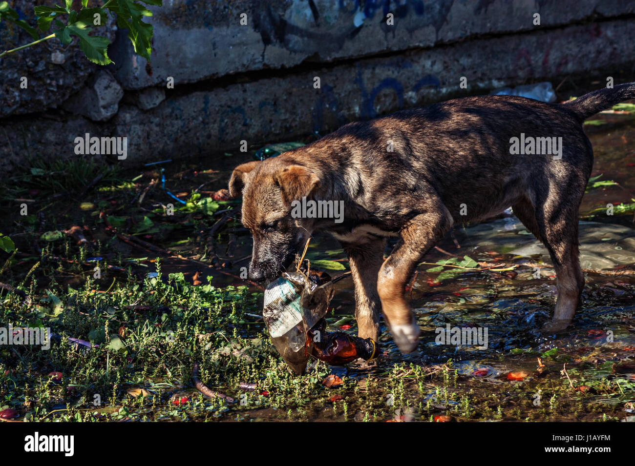 Hund eine Müll aus dem Wasser ziehen und Reinigung nach dem Menschen Stockfoto