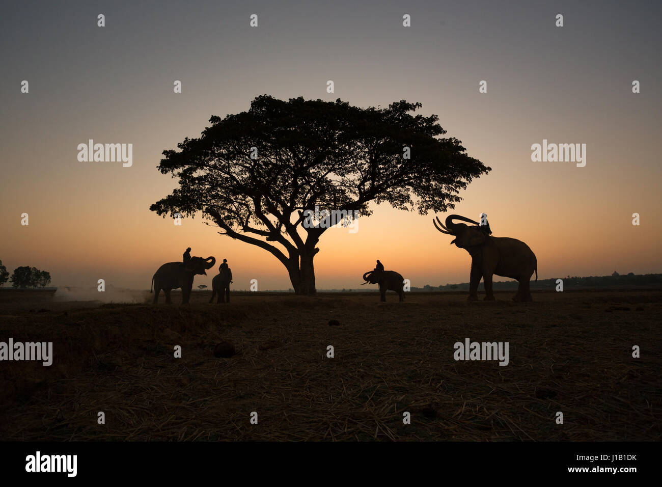 Thai Silhouette Elefanten auf dem Feld und Baum-Sonnenaufgang-Hintergrund. Stockfoto