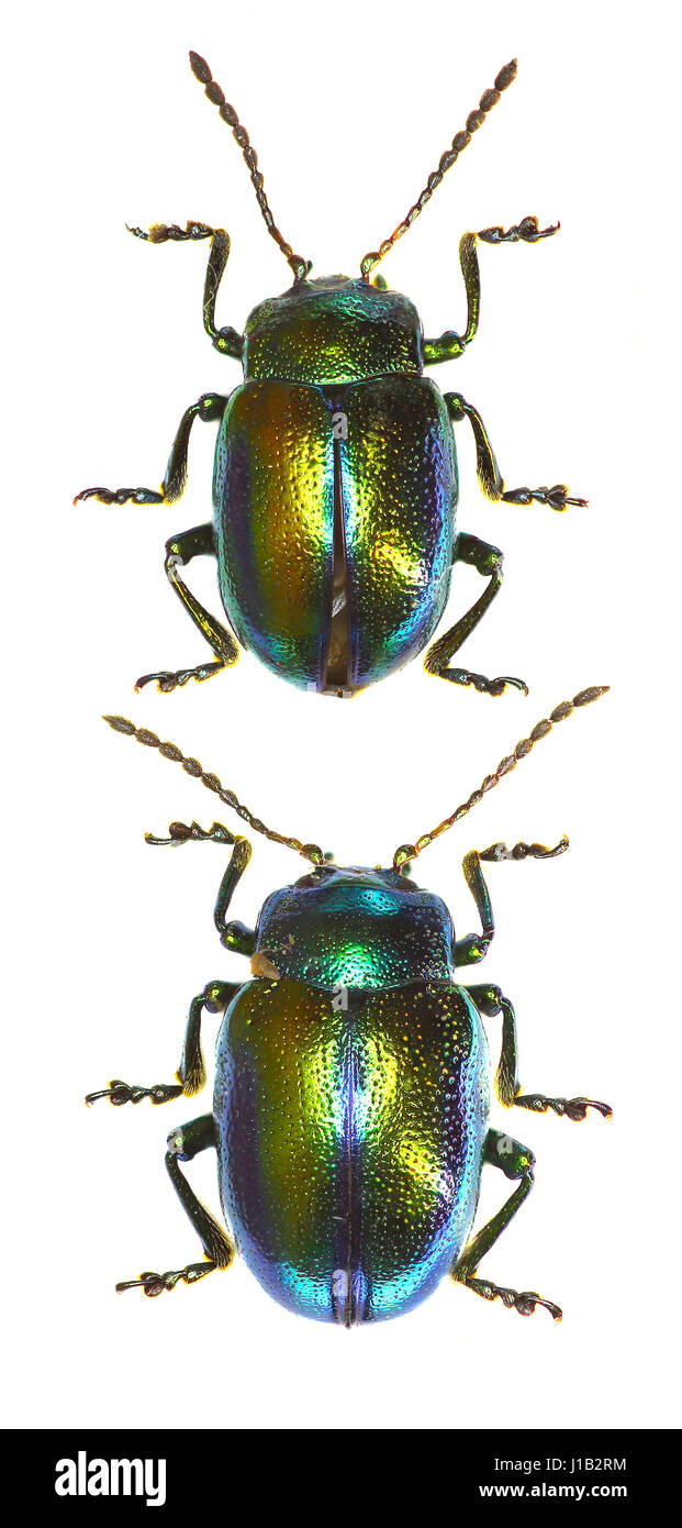 Toten-Brennessel Leaf Beetle - Chrysolina Fastuosa (Scopoli, 1763) Stockfoto
