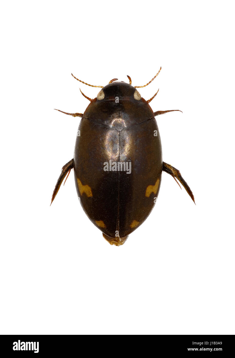 Predaceous Diving Beetle - Agabus (Gaurodytes) Didymus (Olivier, 1795) Stockfoto