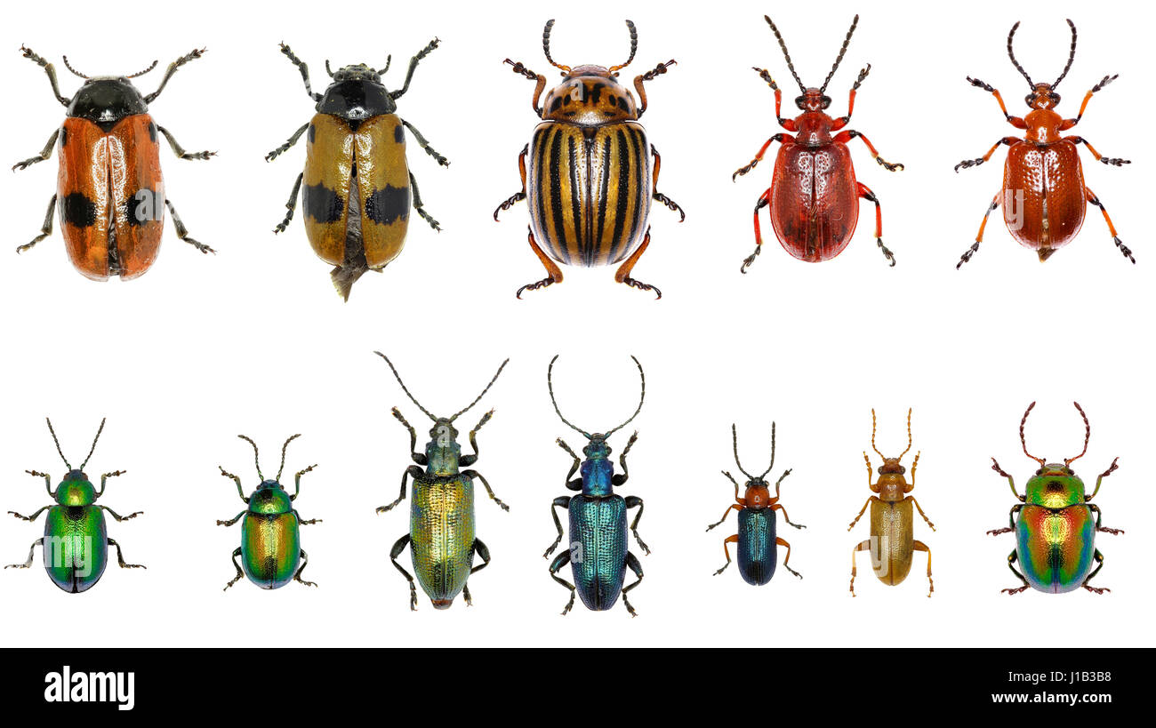 Satz von Blattkäfern Europas - Crysomelidae: Clytra Laeviuscula, Leptinotarsa Decemlineata, Lilioceris Merdigera, Gastrophysa Viridula, Platte Stockfoto