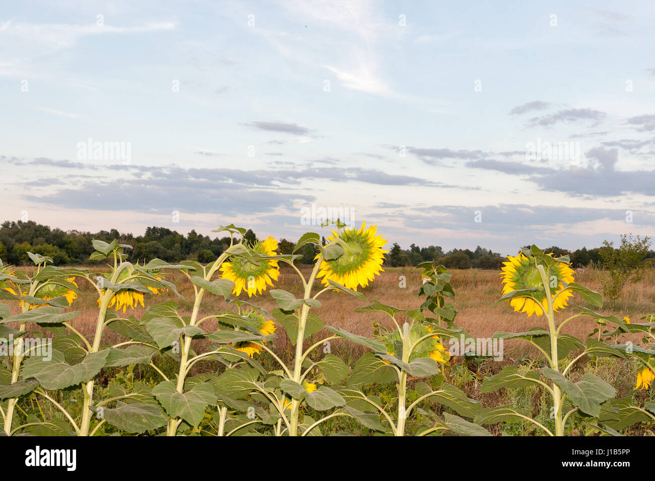 Landschaft mit Sonnenblumen in Folge bei Sonnenuntergang Closeup mit Textfreiraum Stockfoto