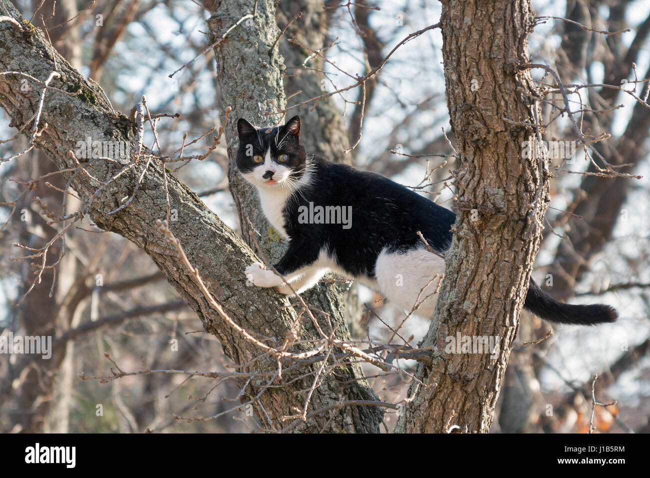 erschrocken schwarz-weiß Straßenkatze sitzt auf einem hohen trockenen Baum im Frühjahr Stockfoto