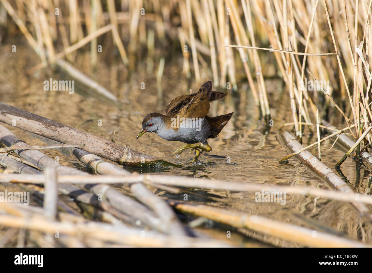 Crake sucht nach Nahrung im Schilf Stockfoto