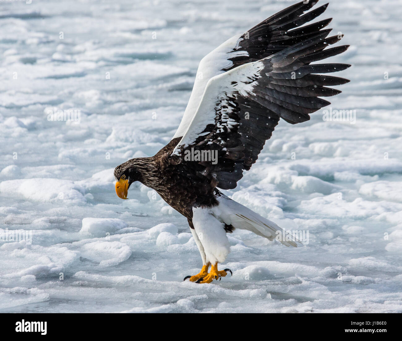 Steller's Seeadler sitzt auf Eis des gefrorenen Meeres. Japan. Hakkaydo. Halbinsel Shiretoko. Shiretoko Nationalpark . Stockfoto