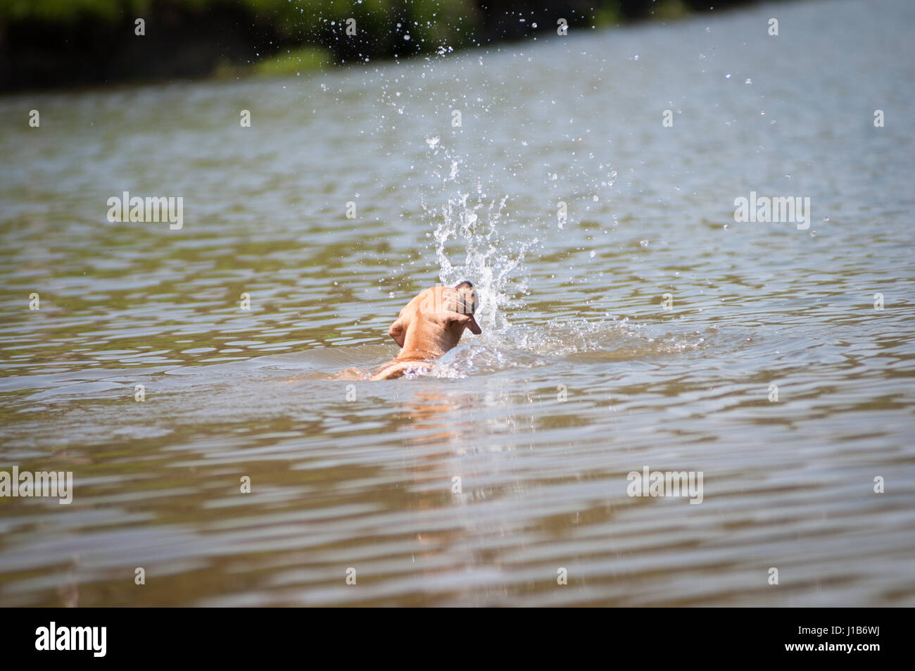 Beige Pitbull Terrier nach dem Ball ins Wasser schwimmen Stockfoto