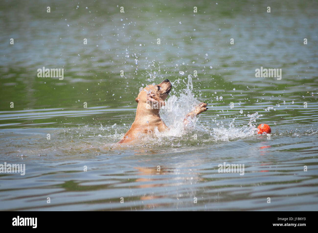 Beige Pitbull Terrier nach dem Ball ins Wasser schwimmen Stockfoto