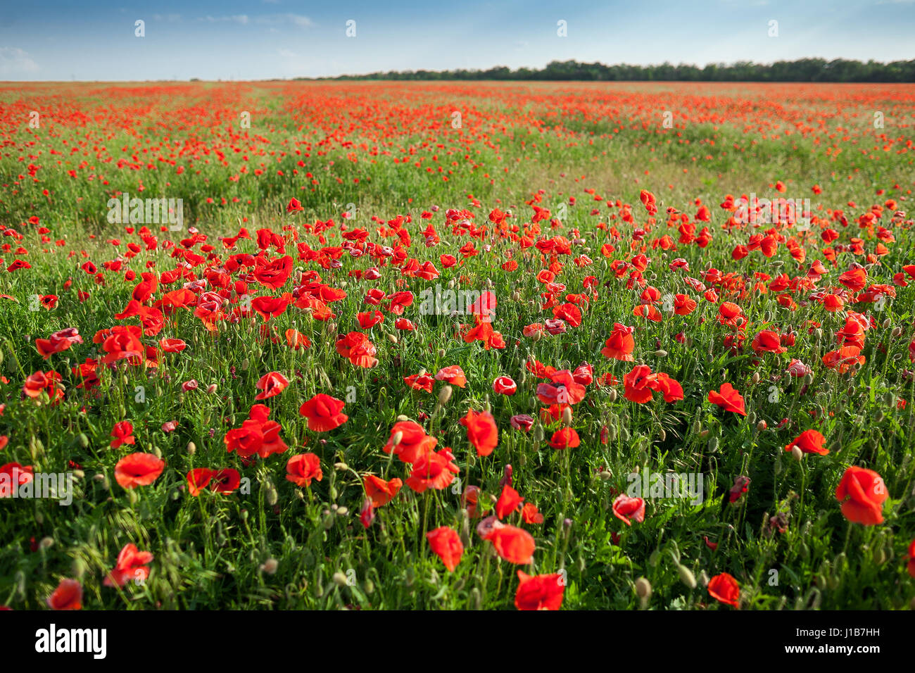 Mohn, Landwirtschaft, Natur, Landwirtschaft Konzept - riesige Feld von blühender Mohn, industriellen Anbau von Mohn Blumen im Freiland, aktive blühende Pflanzen auf einem Feld von Mohn - leeren Raum für text Stockfoto