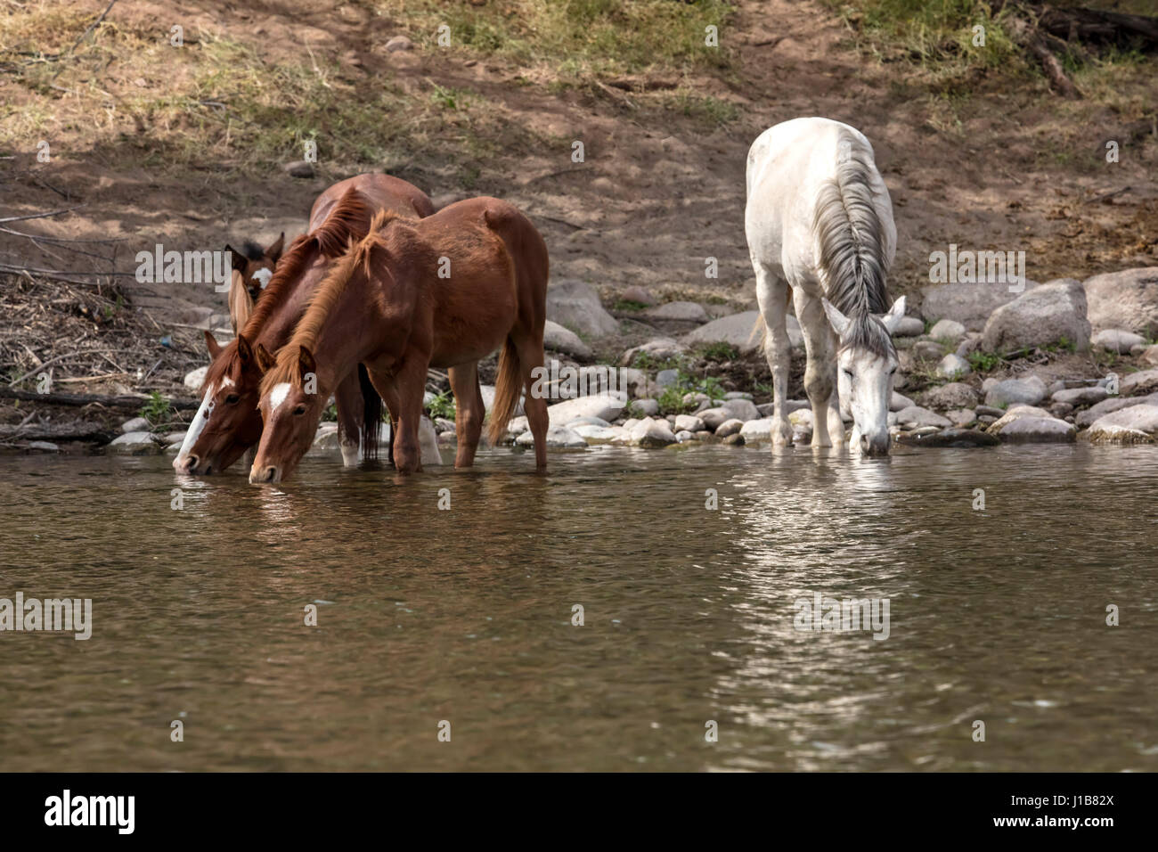 Wilde Pferde im unteren Salt River Tonto National Forest in der Nähe von Mesa, Arizona USA Stockfoto