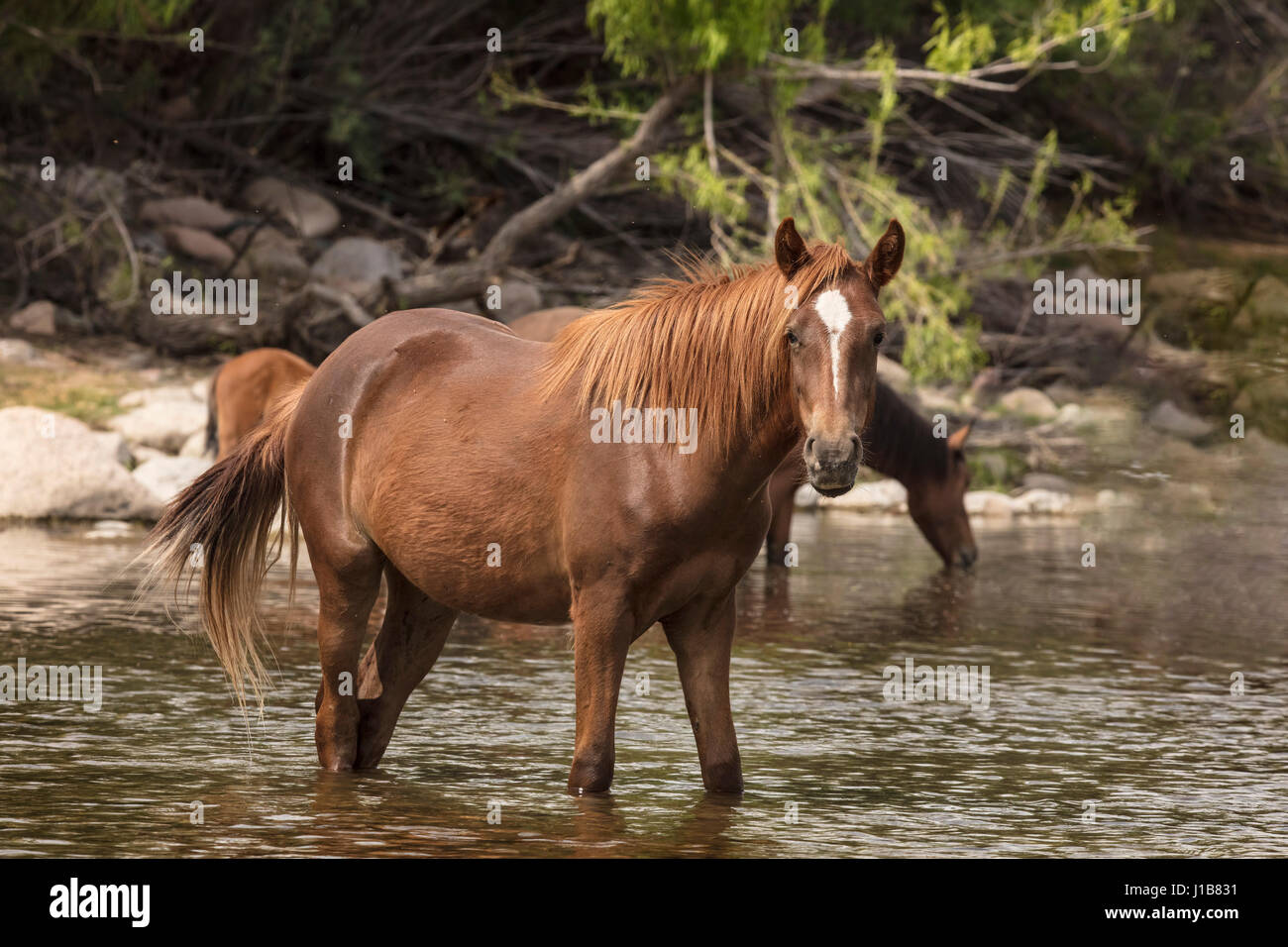 Wilde Pferde im unteren Salt River Tonto National Forest in der Nähe von Mesa, Arizona USA Stockfoto