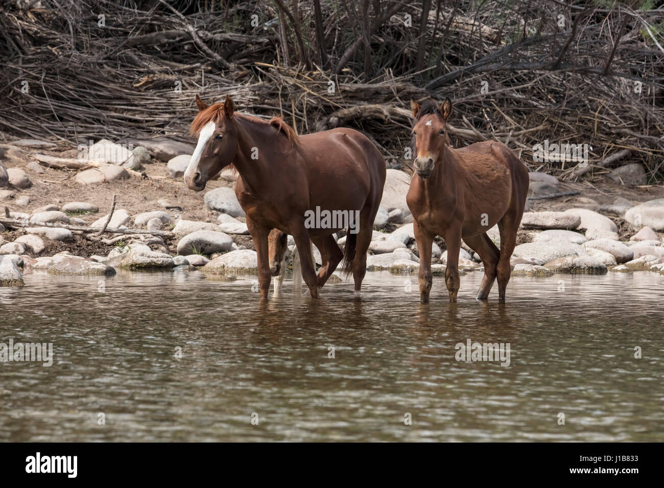 Wilde Pferde im unteren Salt River Tonto National Forest in der Nähe von Mesa, Arizona USA Stockfoto