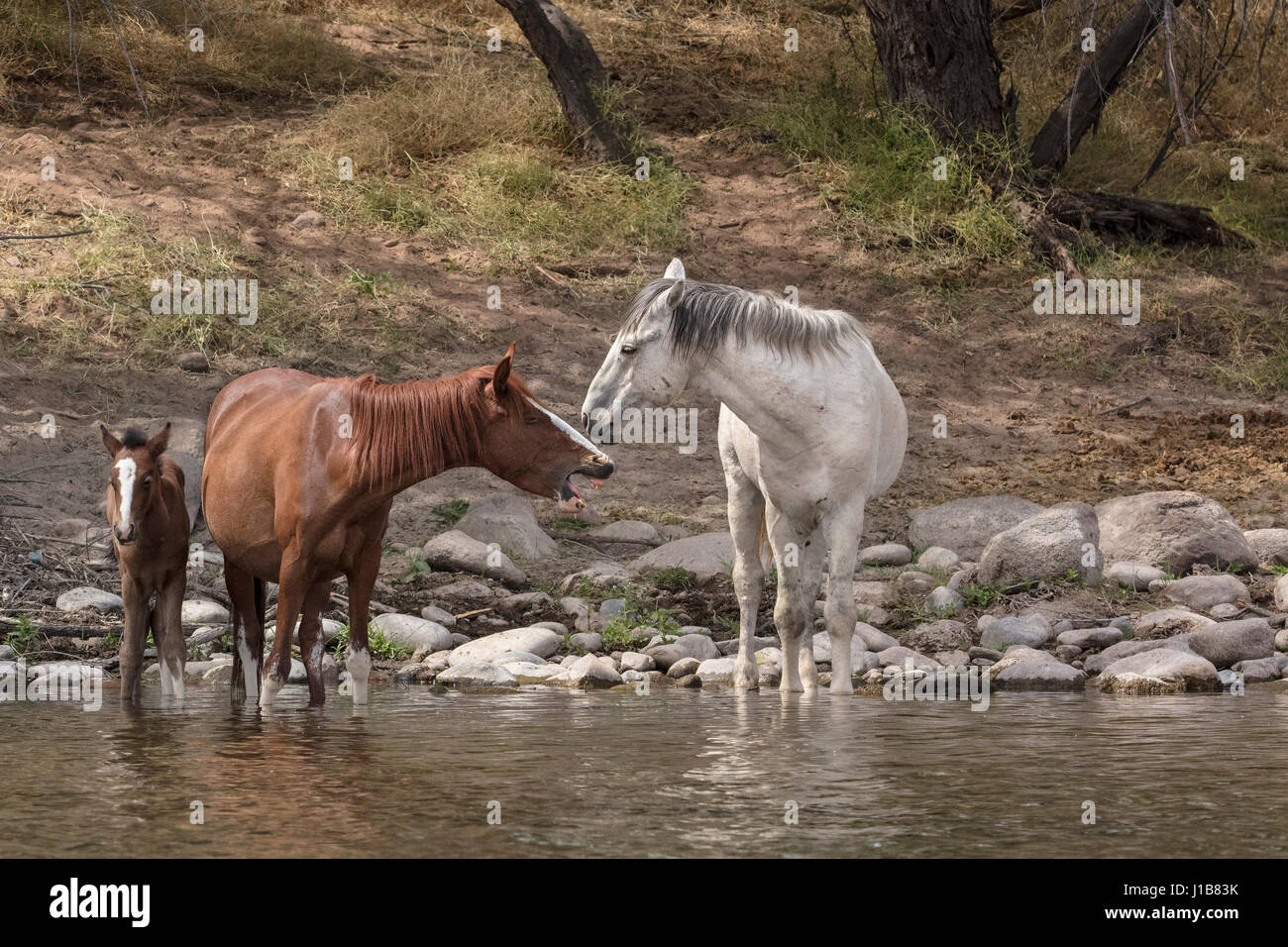 Wilde Pferde im unteren Salt River Tonto National Forest in der Nähe von Mesa, Arizona USA Stockfoto