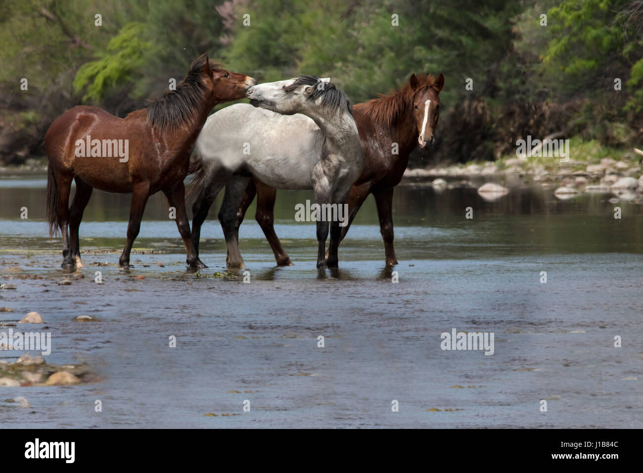 Wilde Pferde im unteren Salt River Tonto National Forest in der Nähe von Mesa, Arizona USA Stockfoto