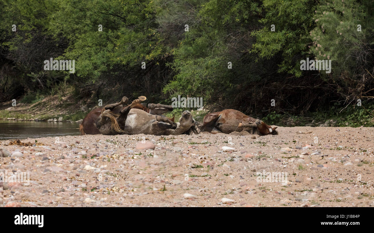 Wilde Pferde im unteren Salt River Tonto National Forest in der Nähe von Mesa, Arizona USA Stockfoto