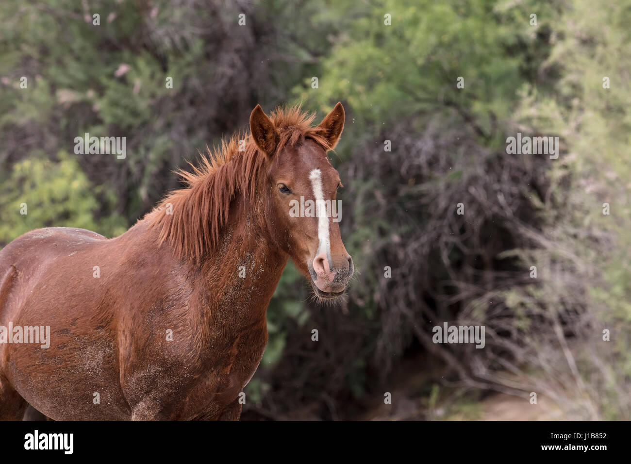 Wilde Pferde im unteren Salt River Tonto National Forest in der Nähe von Mesa, Arizona USA Stockfoto