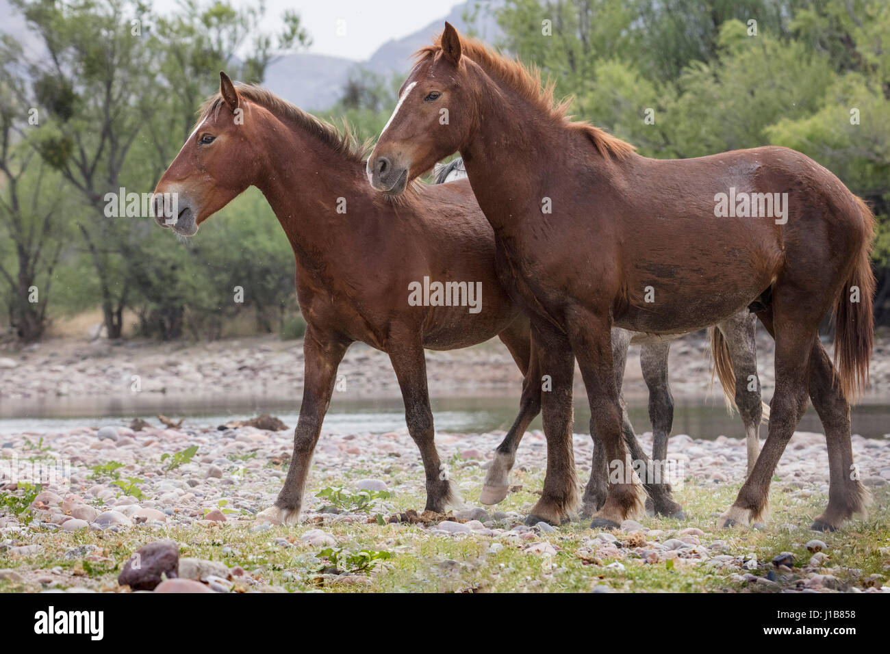 Wilde Pferde im unteren Salt River Tonto National Forest in der Nähe von Mesa, Arizona USA Stockfoto