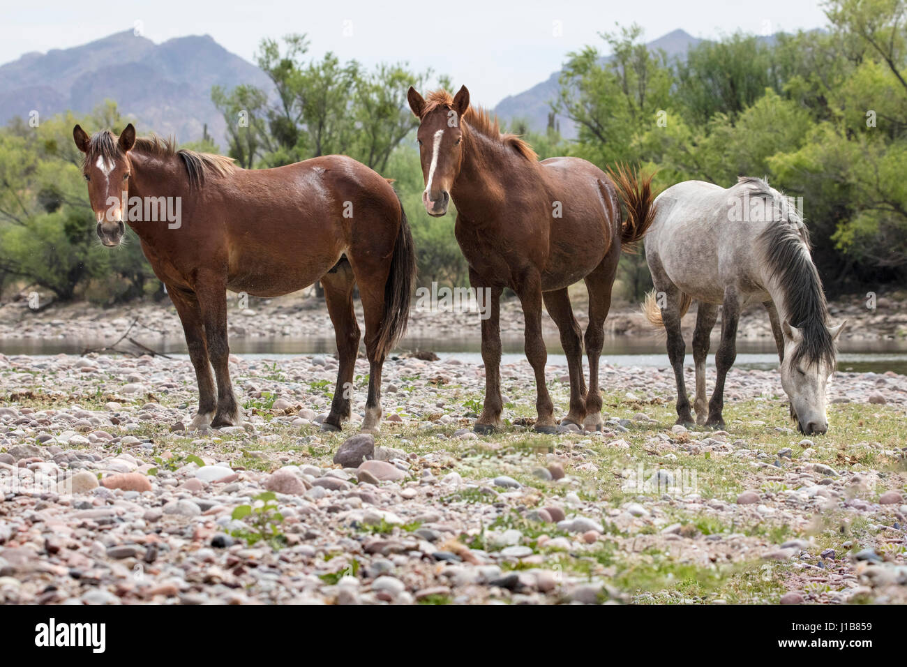 Wilde Pferde im unteren Salt River Tonto National Forest in der Nähe von Mesa, Arizona USA Stockfoto