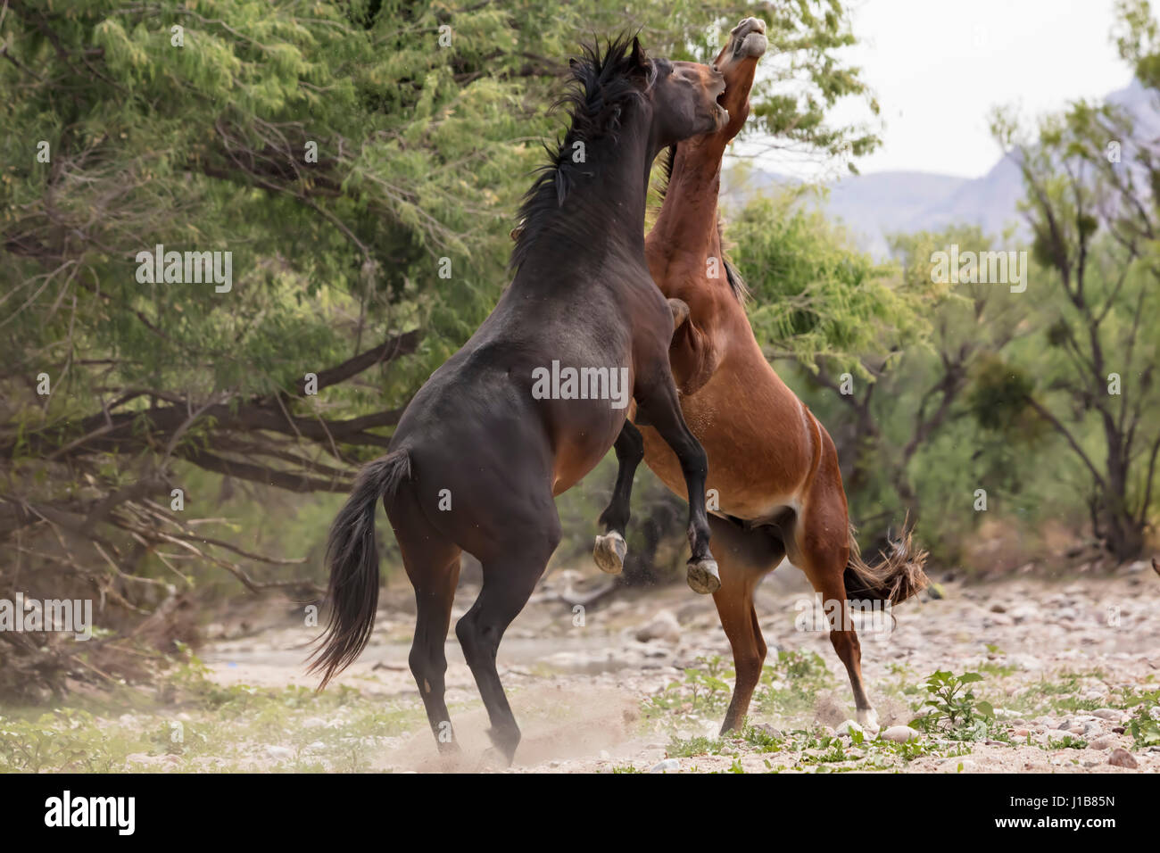 Wilde Pferde im unteren Salt River Tonto National Forest in der Nähe von Mesa, Arizona USA Stockfoto