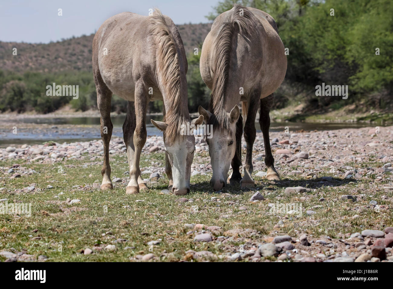 Wilde Pferde im unteren Salt River Tonto National Forest in der Nähe von Mesa, Arizona USA Stockfoto