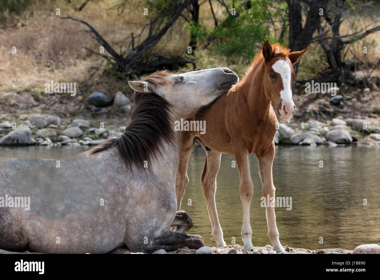 Wilde Pferde im unteren Salt River Tonto National Forest in der Nähe von Mesa, Arizona USA Stockfoto