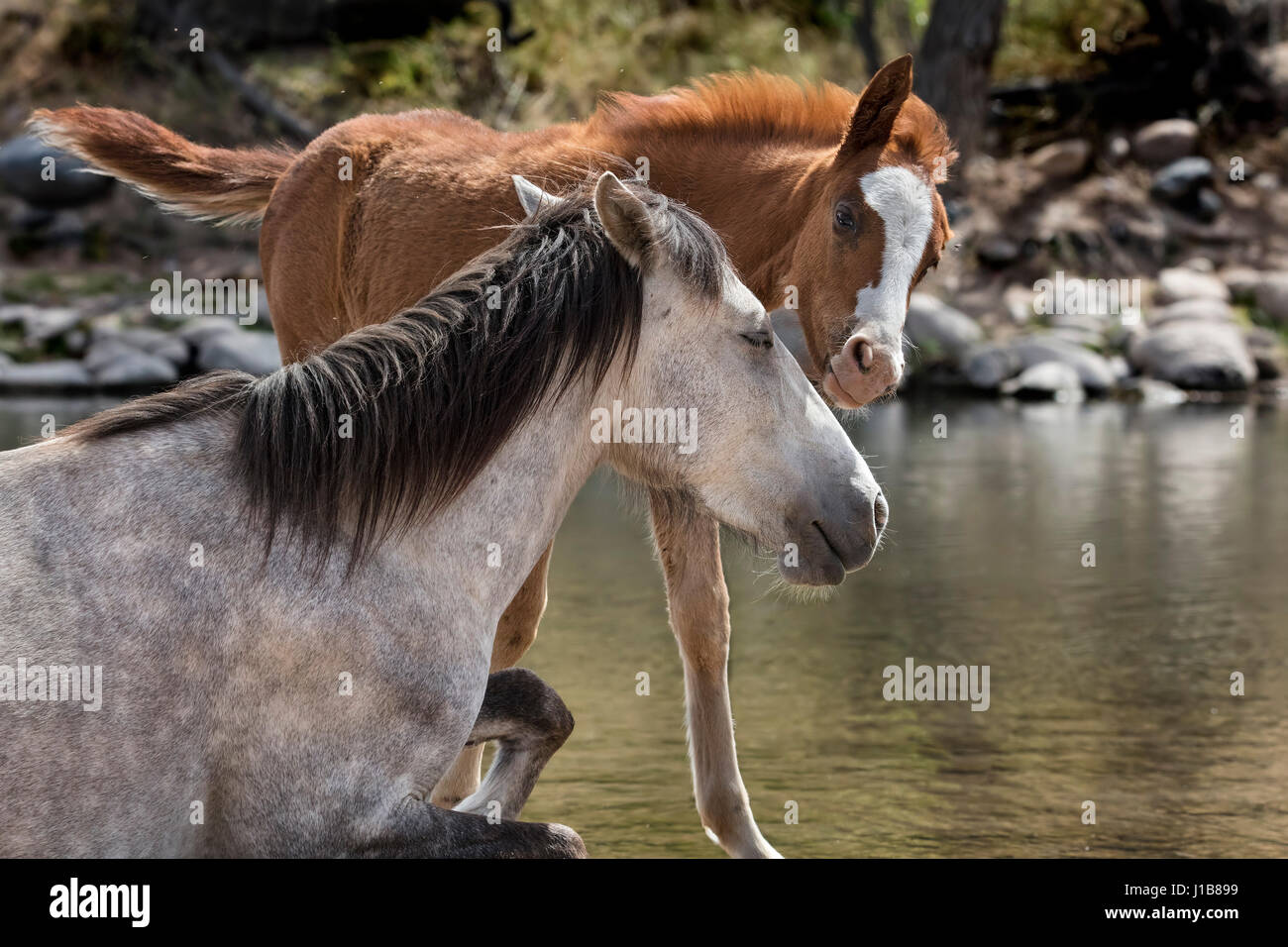 Wilde Pferde im unteren Salt River Tonto National Forest in der Nähe von Mesa, Arizona USA Stockfoto