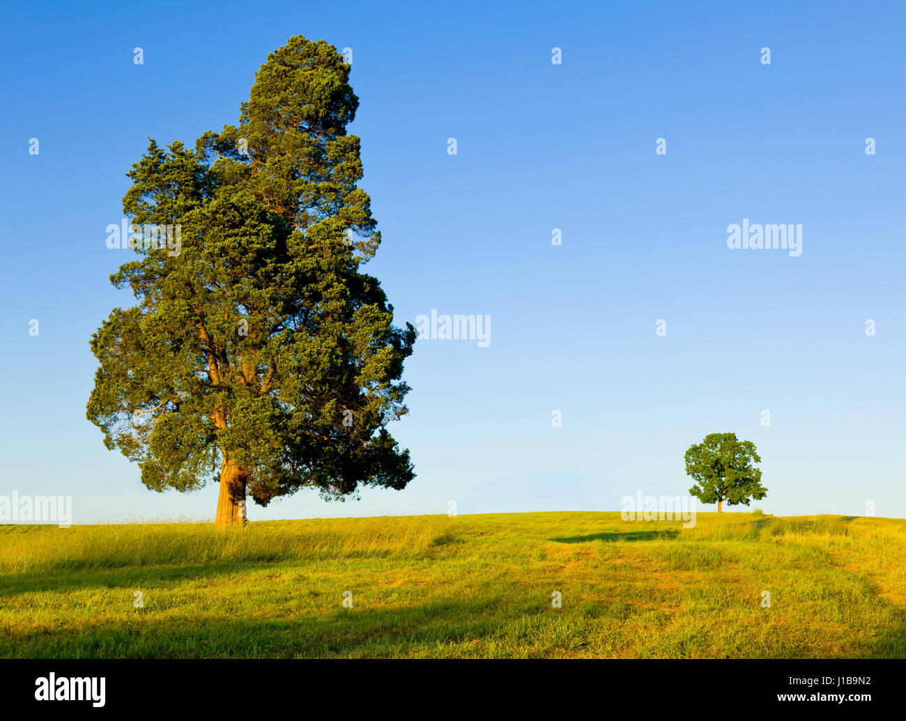 Große Kiefer Art Baum mit einem kleineren Baum am Horizont in der Wiese oder Feld - Schutz oder den Wettbewerb oder große und kleine Konzept Stockfoto