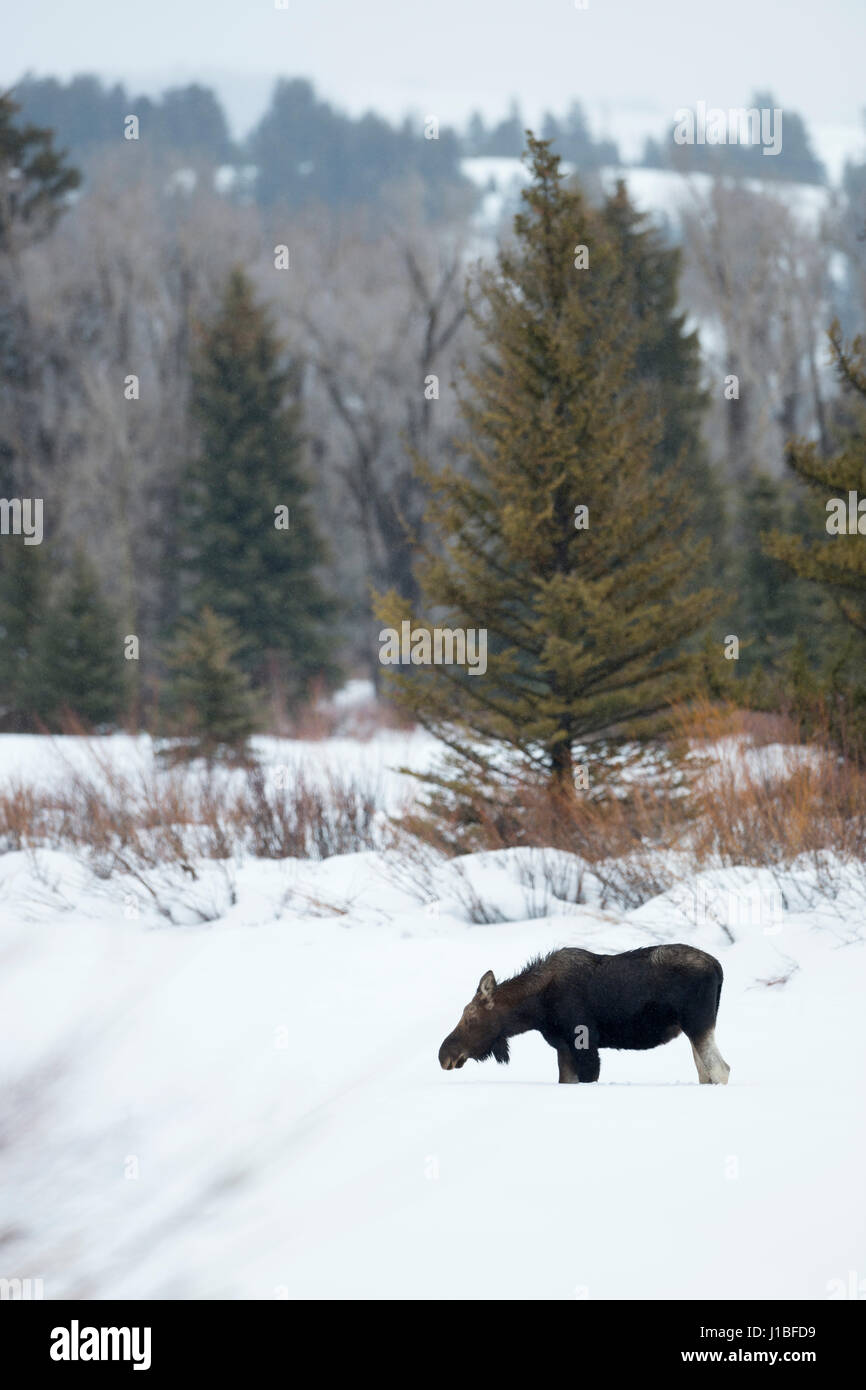 Elch / Elch (Alces Alces), junger Stier in ihrem typischen Lebensraum, im Winter, Yellowstone Bereich, Wyoming, USA. Stockfoto