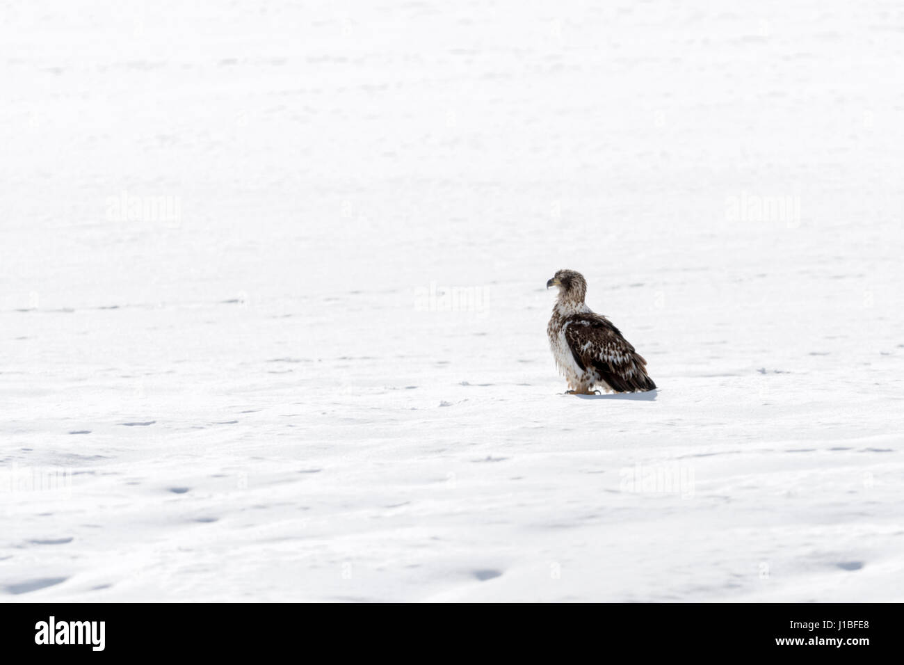 Weißkopf-Seeadler / Weisskopfseeadler (Haliaeetus Leucocephalus), junger Vogel sitzt auf eingefroren, Schnee bedeckten Boden, Yellowstone, Wyoming, USA. Stockfoto