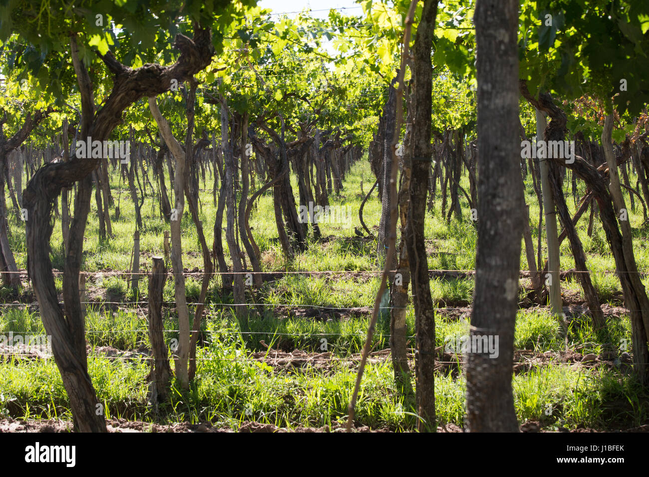 Weinberg, Lujan de Cuyo, Argentinien Stockfoto