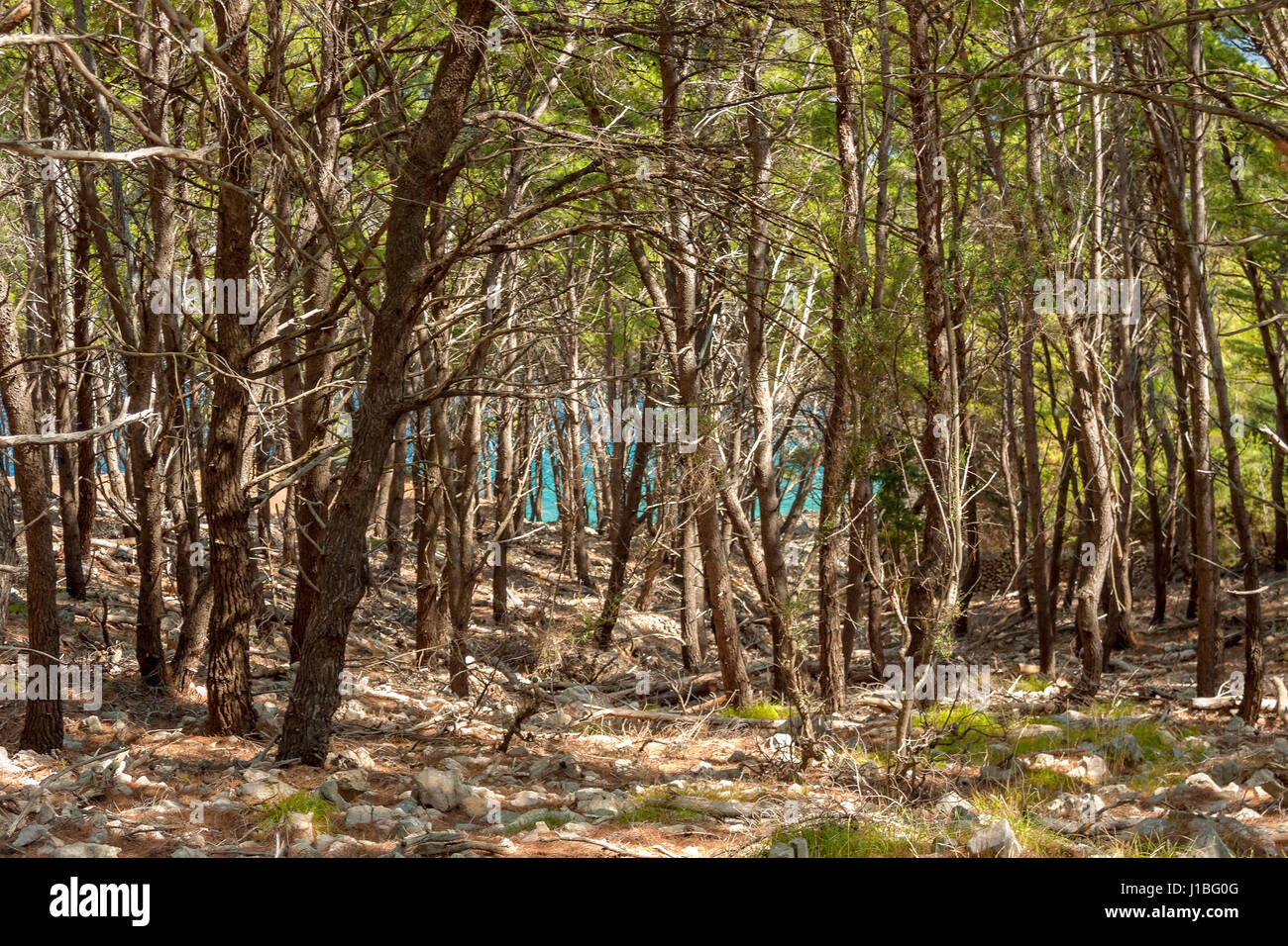 Pinienwald in der Nähe von Lun, Insel Pag, Kroatien Stockfoto