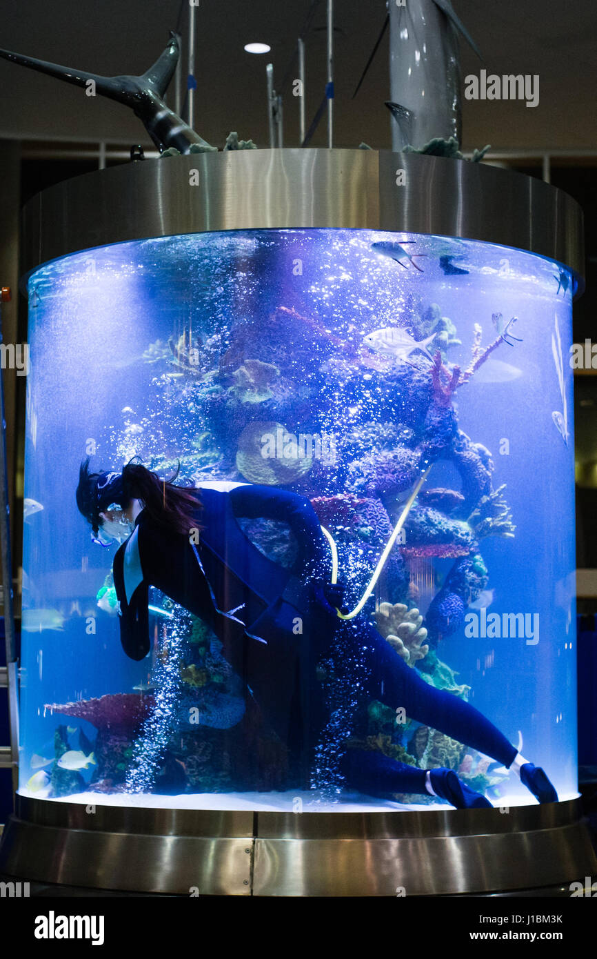 Taucher, die das Aquarium Reinigung Stockfoto