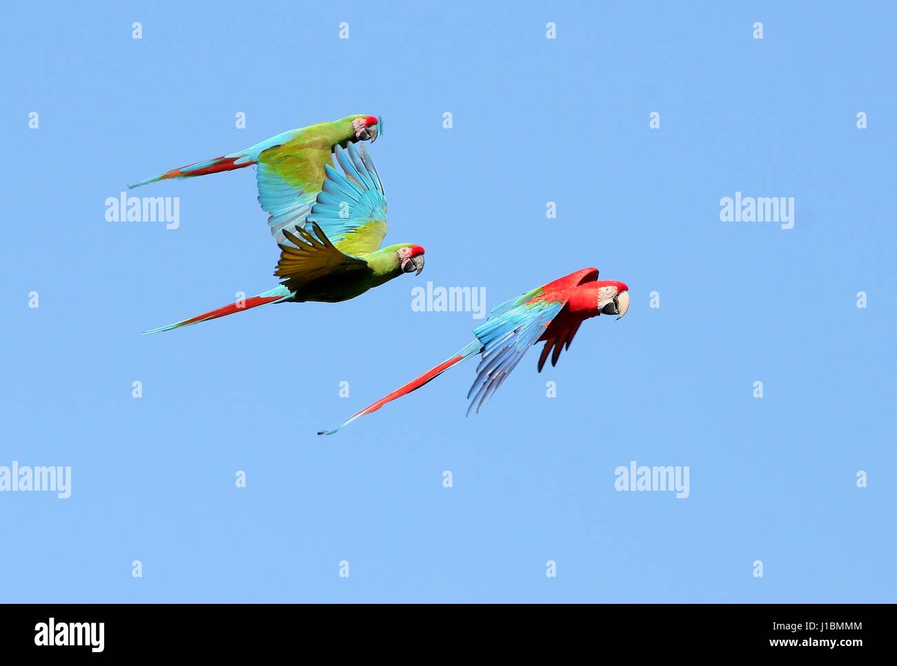 Paar von South American Military Aras (Ara Militaris) im Flug zusammen mit rot und grün oder grün, geflügelten Aras (Ara Chloropterus). Stockfoto