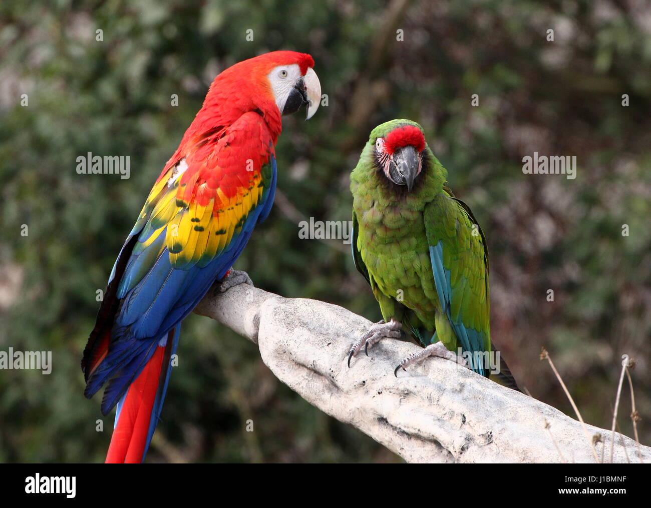 South American hellroten Aras (Ara Macao) zusammen mit einem Soldatenara (Ara Militaris). Vogelschau in Rotterdam Blijdorp Zoo Stockfoto