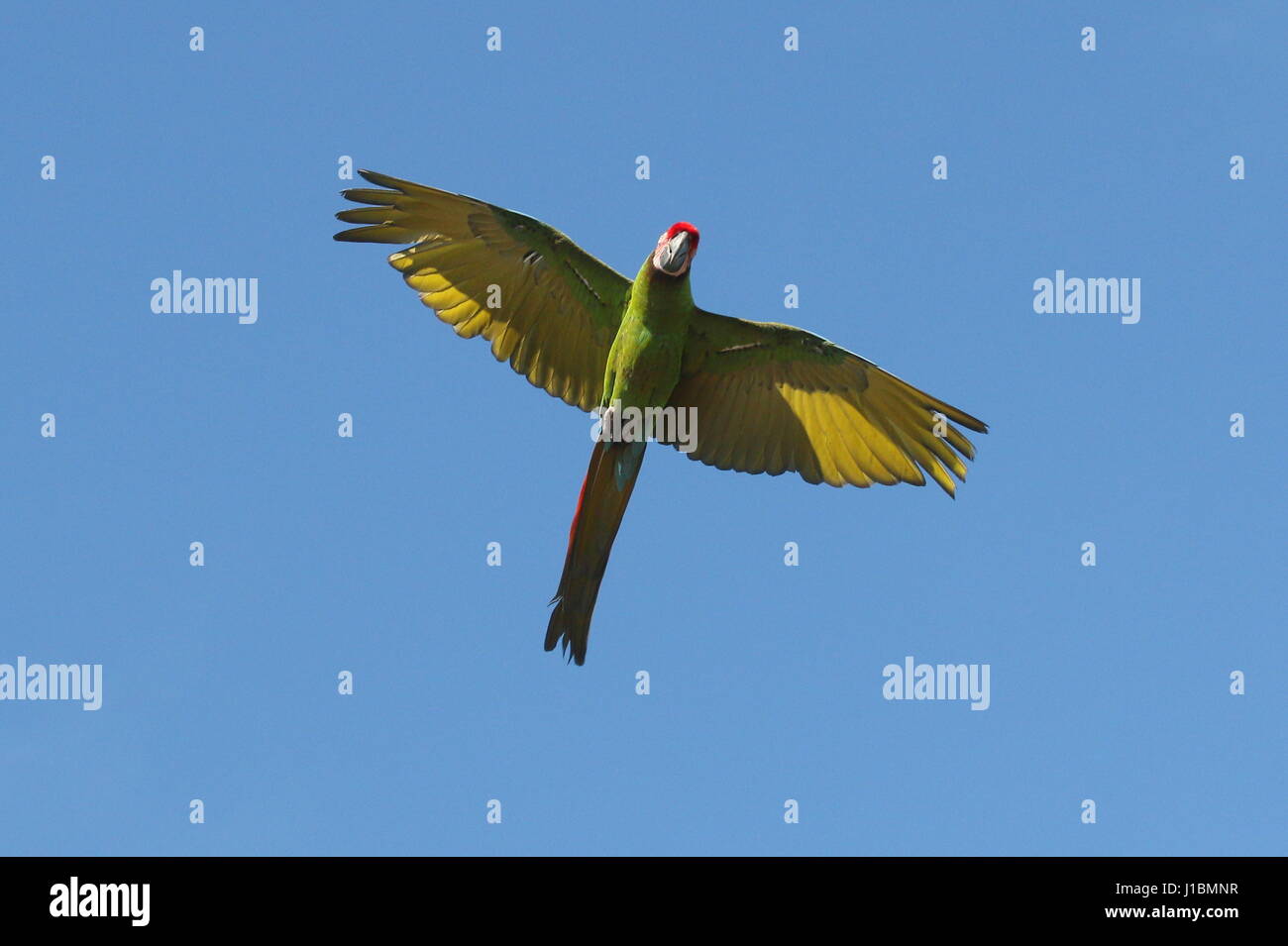 South American Soldatenara (Ara Militaris) im Flug Stockfoto