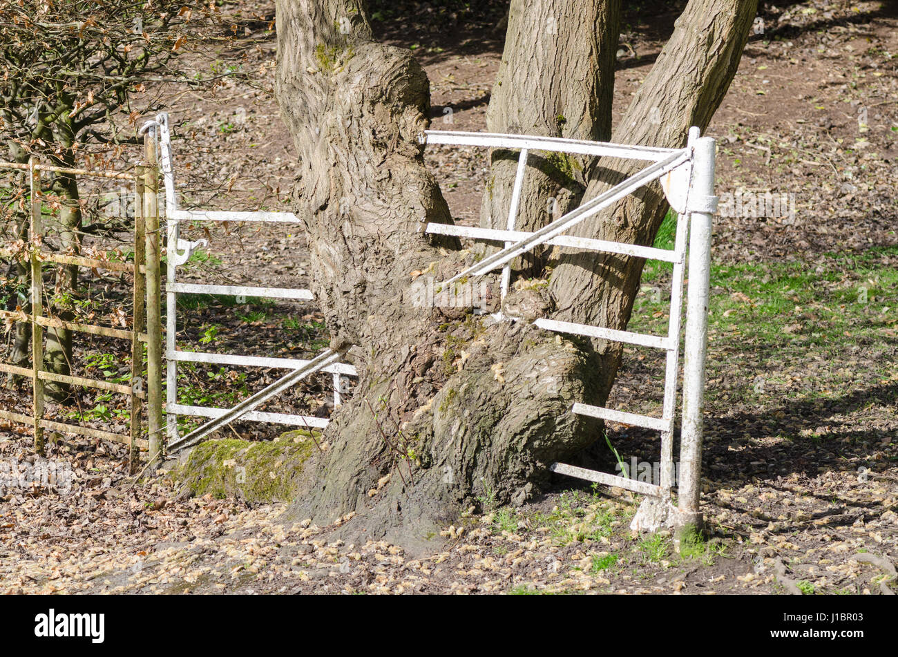 Altes weißes Metall Tor mit Baum um ihn herum Stockfoto