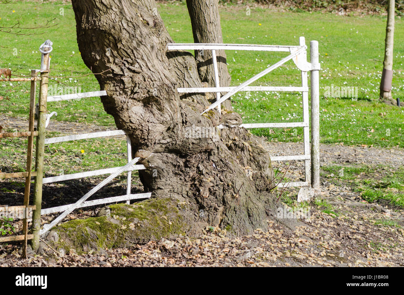 Altes weißes Metall Tor mit Baum um ihn herum Stockfoto