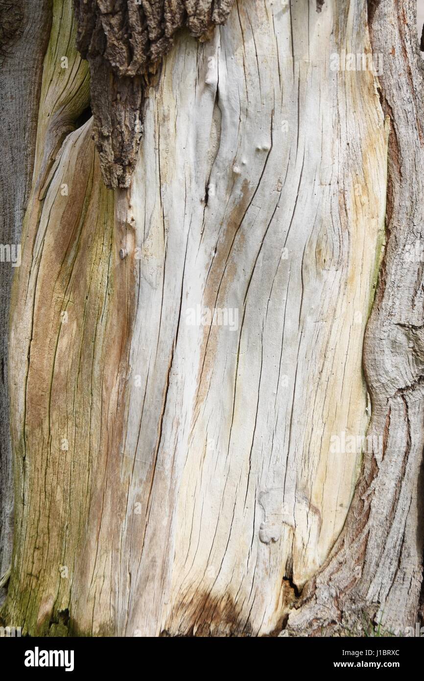 Maserung des Holzes ohne Rinde drauf Stockfoto