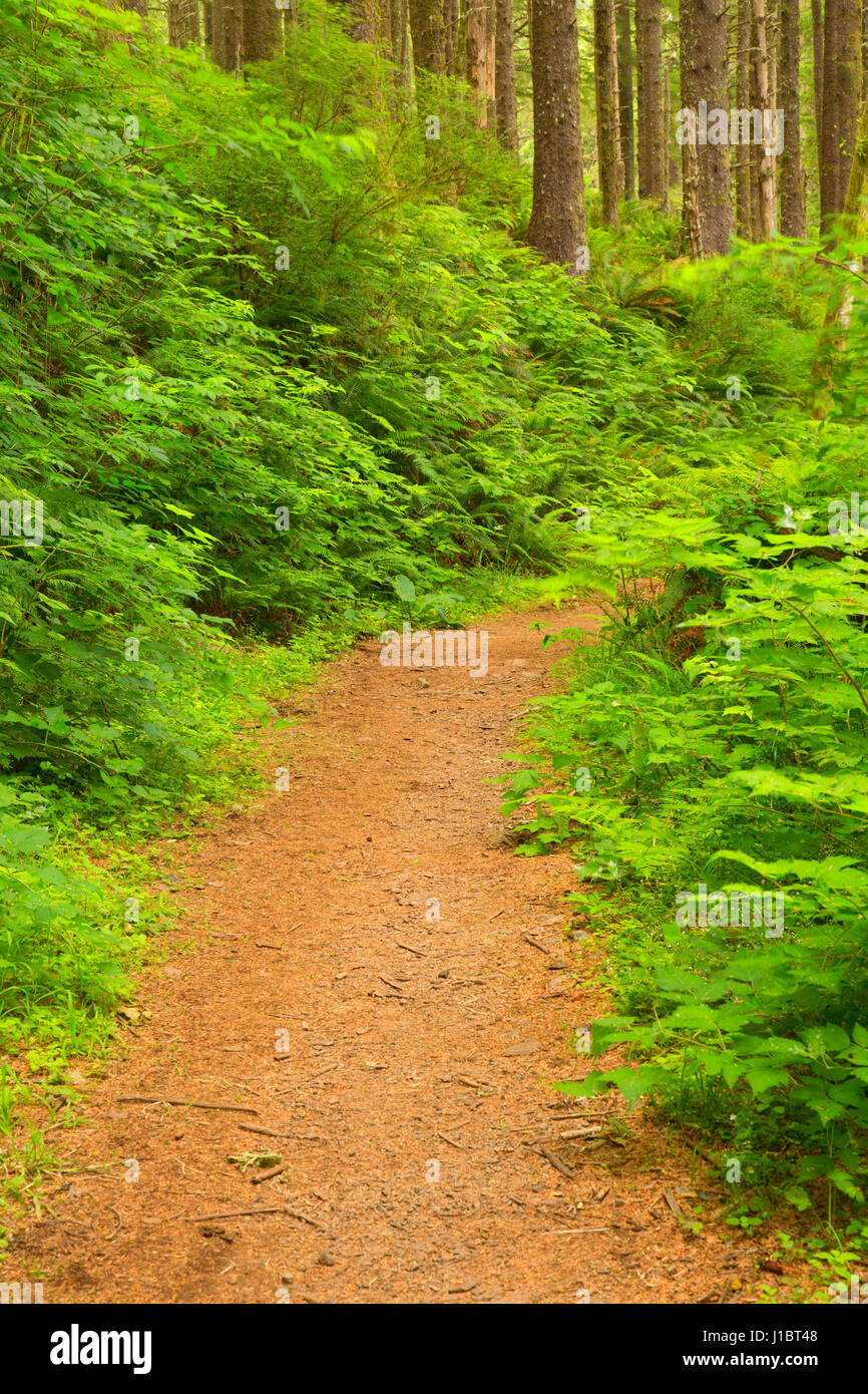 Cascade Kopf Trail, Cascade Kopf zu bewahren, Oregon Stockfoto